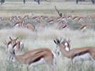 Le Bonheur Manor Upington Accommodation